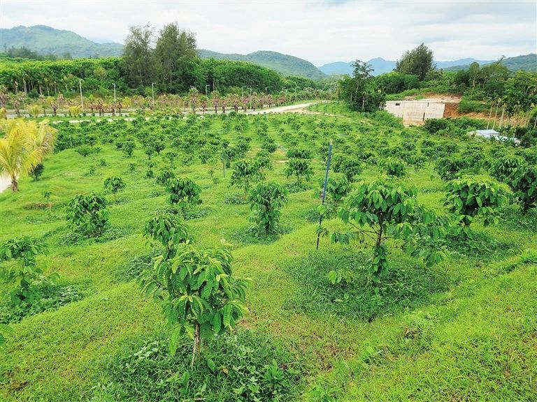 图：兴隆咖啡标准化种植示范区