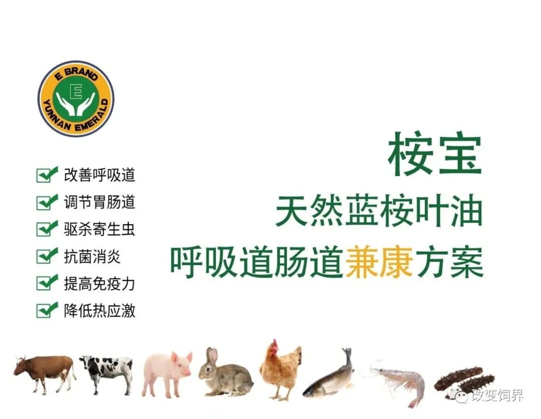 全国两会聚焦猪肉产业：印遇龙院士建言破解种芯问题，提升本土猪育种能力
